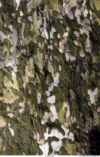 Tree Bark 0032